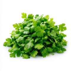 Fototapeta premium Fresh cilantro bunch isolated on white background