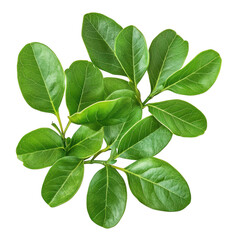 Obraz premium Green leaves and branch isolated on transparent background