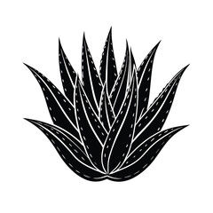 aloe vera vector illustration of a plant