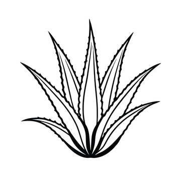black aloe vera plant outline clip art preview