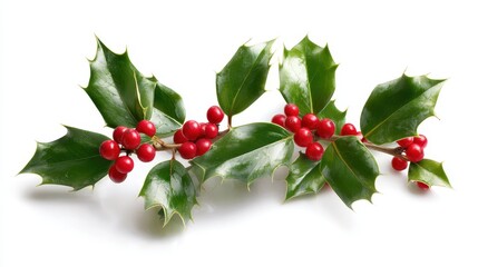 Freshly Plucked Holly Branch with Glossy Green Leaves and Vibrant Red Berries on a Clean White Background for Seasonal Decor