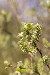 Closeup of fresh Catkins of gray sallow (salix cinere)
