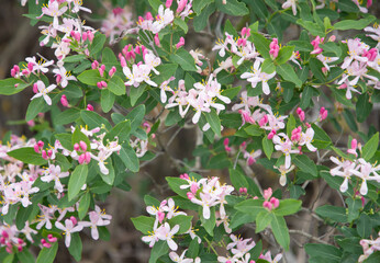 Lonicera tatarica- lat,or Honeysuckle tatarica,is deciduous shrub with delicate pink and white flowers against background of bright green foliage,grown as ornamental shrub that blooms in early spring,
