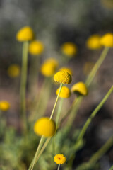 yellow dandelion flower