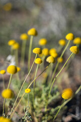 field of dandelions