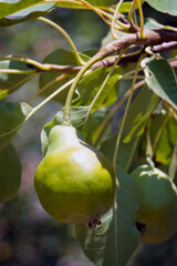 Green pears on branch surrounded by lush leaves in bright summer sunlight