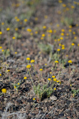 yellow flower