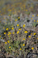 yellow flowers in spring
