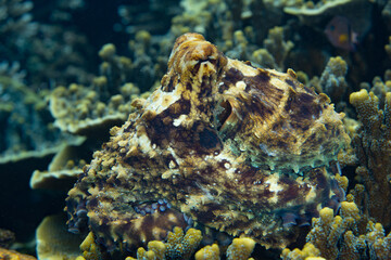 A well camouflaged Reef octopus, Octopus cyanea, crawls on top of a coral reef in Halmahera, Indonesia. This is probably the most common octopus species on shallow, Indo-Pacific reefs.