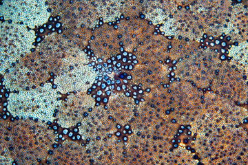 Abstract detail of a Pincushion sea star, Culcita novaeguineae, on a coral reef in Indonesia. 