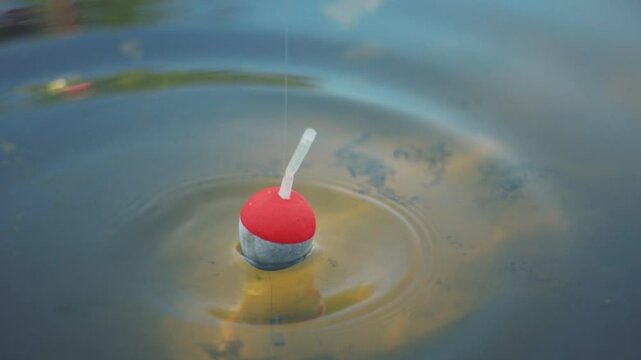 A float for fishing rods in the water while fishing. A float in the water signals that the fish is biting. Fishing. Hobby. Relax. Lifestyle. Slow-mo.