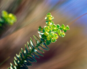 Close-up of Euphorbia paralias with unique shapes against a soft background
