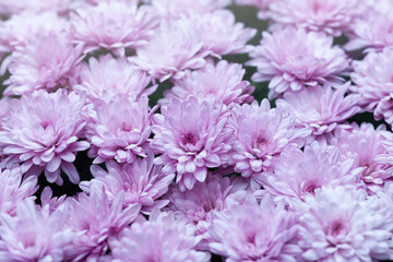 Vibrant pink chrysanthemums blooming together in a beautiful floral display