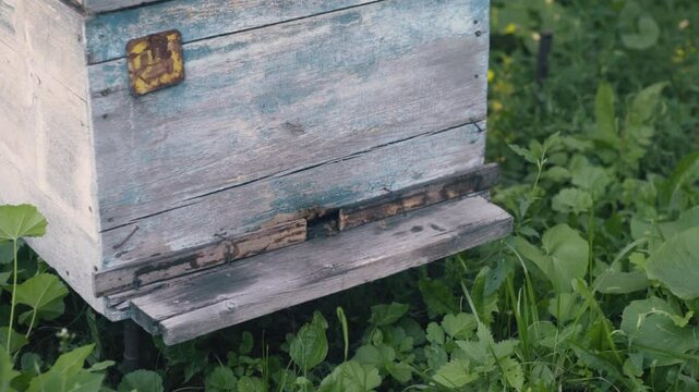 Close up of flying bees. Wooden beehive and bees.
