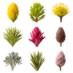 Colorful Succulent and Floral Arrangement with Unique Textures, isolated on transparent background.