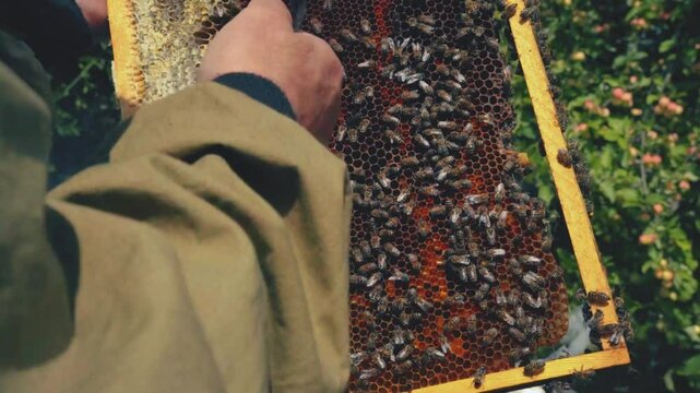 Close-up of a beekeeper holding a brood chamber of beehive.