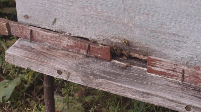 Close-up of bees returning with pollen and crawling into a beehive. Summer, apiary. Slow motion.