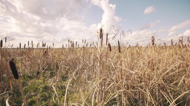 Dried cattails fall marsh park nature reserve reeds swamp autumn.