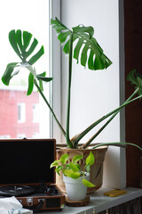 Tall and green plant with large leaves in a pot, monstera on a windowsill against the background of a window and a plate maker © ganusik1304