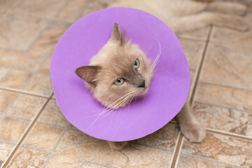 Um lindo gato recém operado usando um colar elizabetano artesanal feito de EVA lilás, deitado no chão.