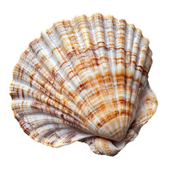 Fototapeta premium Discovering unique sea shells beach nature isolated on transparent background