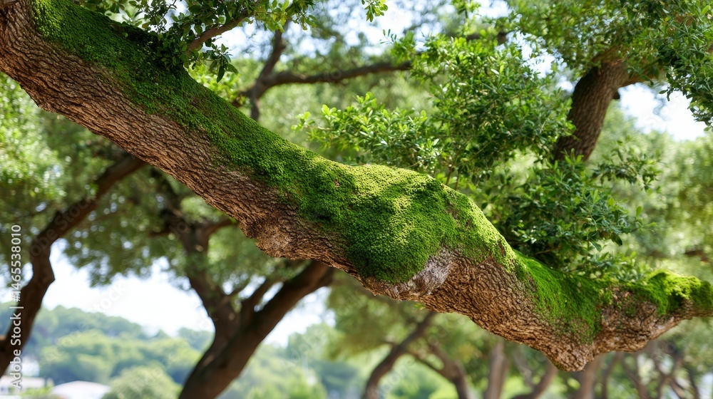 Poster a close-up of a tree trunk with lush green moss and textured bark under soft natural lighting, highl