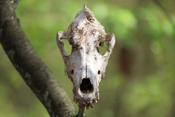 dead tree skull