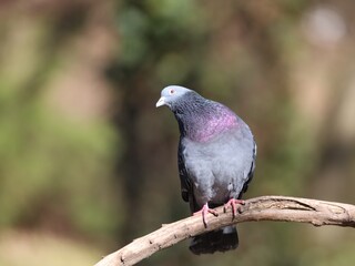 pigeon on a branch