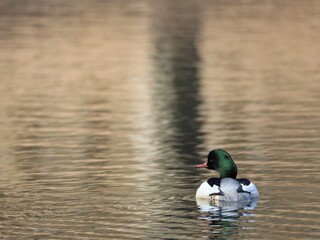 Mallard on the water 