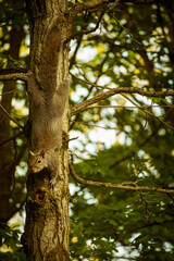 Squirrel on a tree