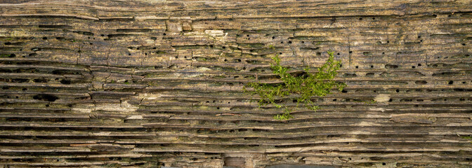 The texture of an old tree with moss. An old tree made of water.Vintage wood.