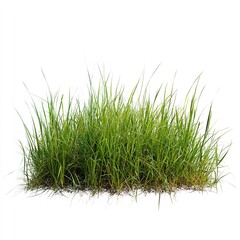 Obraz premium A patch of green grass with a white background isolated for use in design and compositions art