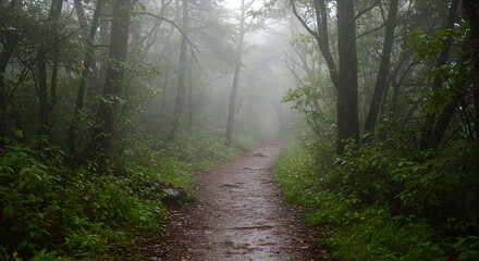 Fototapeta premium Path Through Misty Woods Offers Tranquility And Natural Beauty