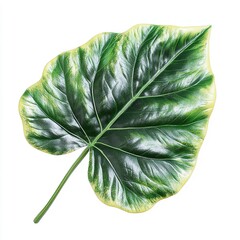 Isolated green and yellow variegated leaf with prominent veins on a white background studio shot