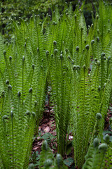 Young spring fern growing in a forest.