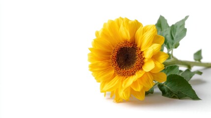 Obraz premium Bright yellow sunflower displays detailed petals and green leaves in a warm light, set against a white backdrop, offering ample space for text or graphic elements