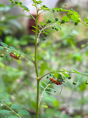Two vibrant orange-red Tomato Bugs (Phthia picta) with black markings on a green plant with rounded leaves and small spherical structures.