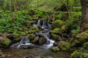 Mountain creek, mossy rocks, fern. Humid forest