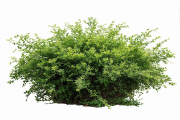 Dense green bush thriving in bright, natural light during daytime in a garden setting