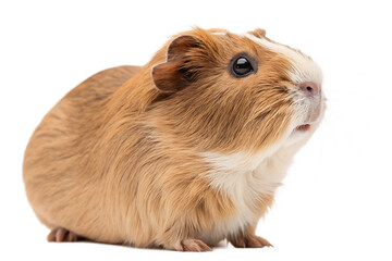 Cute Guinea Pig Looking Forward