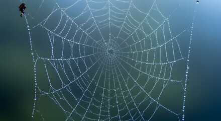 Obraz premium Morning Dew Glitters On A Spiders Web Against Blurry Green Background