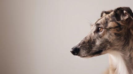 This composition highlights a greyhound in close-up, isolated on a soft ivory backdrop with ample copy space, emphasizing its graceful form and elegant profile