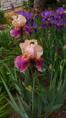 Vertical photo of garden flower. Purple iris.