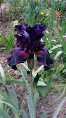 Vertical photo of garden flower. Purple iris.
