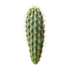 Naklejka premium Serradura isolated on transparent background .