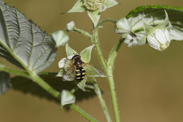 Female hoverfly, Migrant Aphideater, Eupeodes corollae, family Syrphidae on a flowering raspberry...