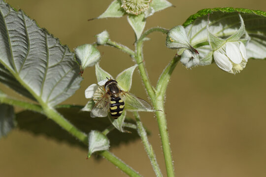 Female hoverfly, Migrant Aphideater, Eupeodes corollae, family Syrphidae on a flowering raspberry bush. Spring, May, Netherlands.