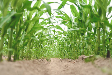 Obraz premium Background. Close-up of green young rows of corn in a field.