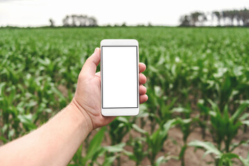 Mockup of a smartphone in a man's hand. Background of green young rows of corn in a field.