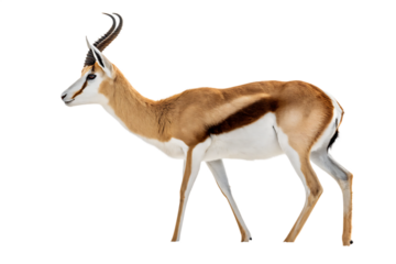 full body African Springbok Closeup AI Generated By PNG